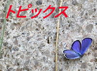 �g�s�b�N�X