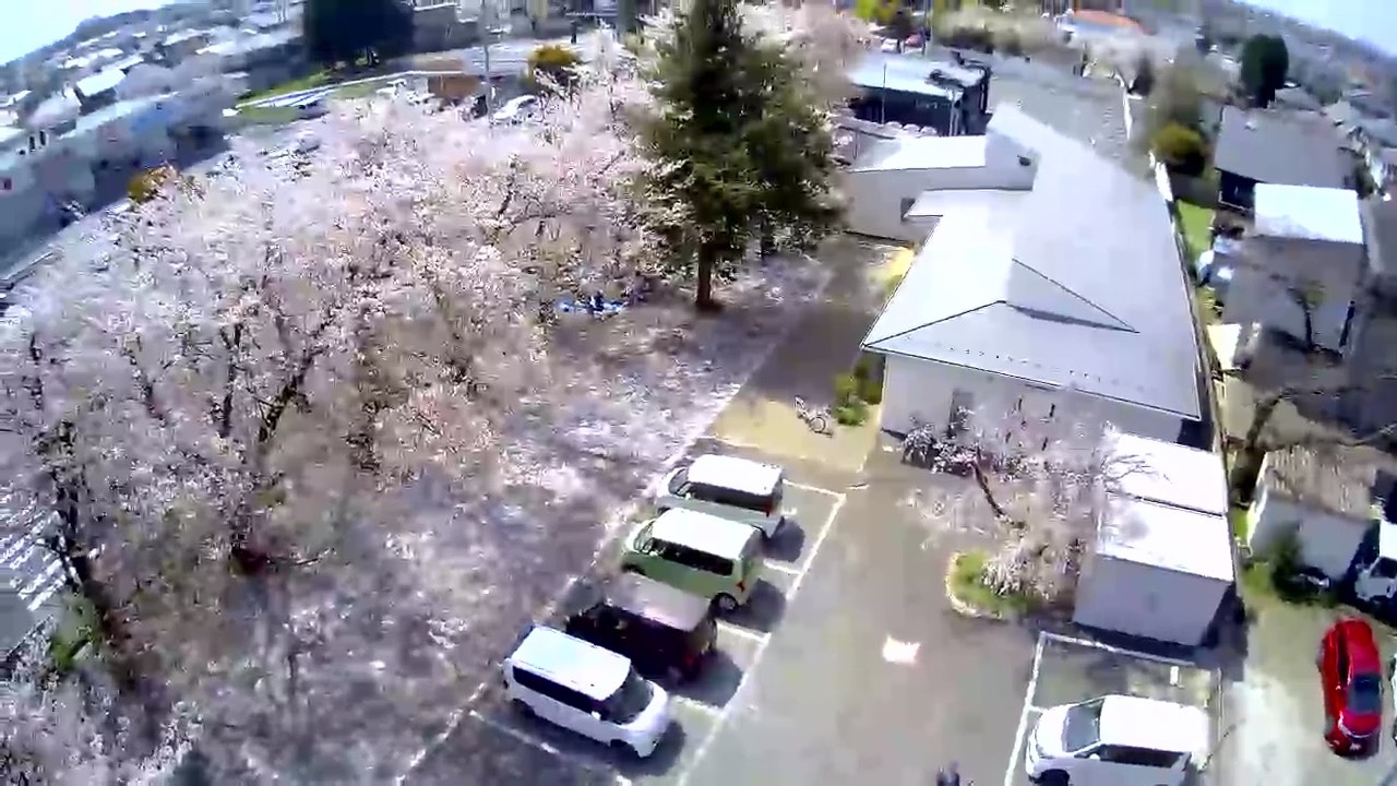 桜満開