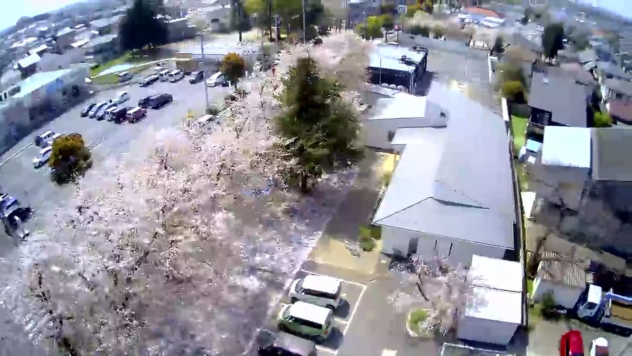 桜満開