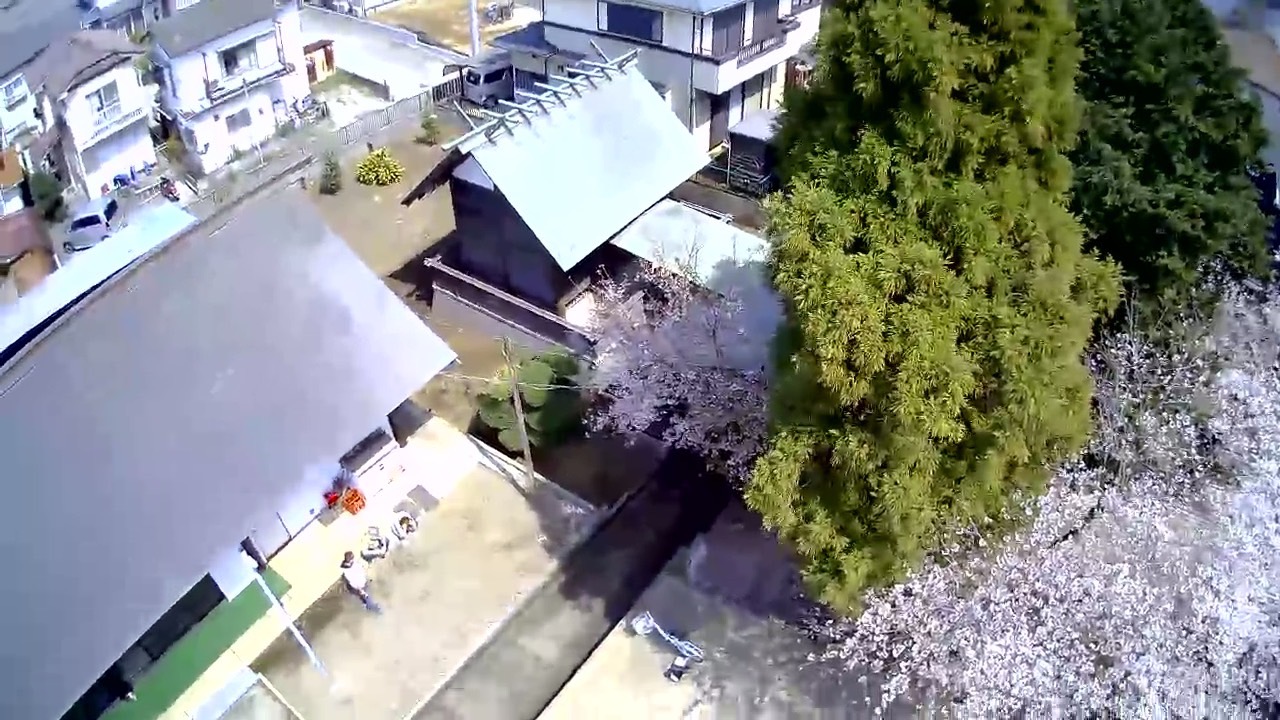 桜満開