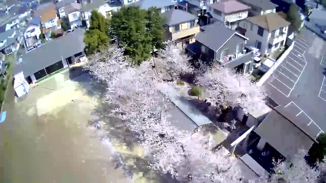 桜満開