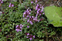 0708oschinensea700p17.JPG (100616 oCg)