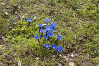 0709gornergratnohana700p1.JPG (550635 oCg)