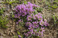 0709gornergratnohana700p3.JPG (543110 oCg)