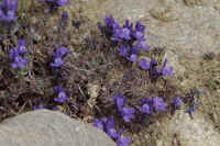 0709gornergratnohana700p4.JPG (386944 oCg)