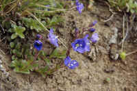 0709gornergratnohana700p5.JPG (347012 oCg)