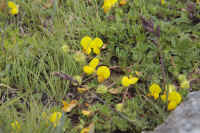 0709gornergratnohana700p6.JPG (416362 oCg)