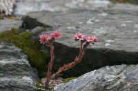 0709zermattnohana700p1.JPG (81103 oCg)