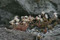 0709zermattnohana700p2.JPG (83681 oCg)