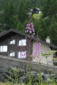 0709zermattnohana700p3.JPG (78439 oCg)