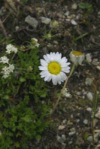 0711stmoritzhikenohana700p11.JPG (79365 oCg)