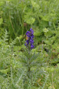 0711stmoritzhikenohana700p13.JPG (88735 oCg)