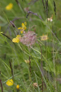 0711stmoritzhikenohana700p16.JPG (69830 oCg)