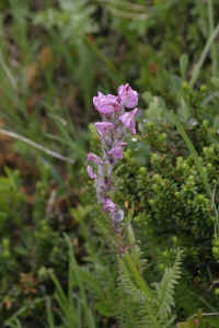 0711stmoritzhikenohana700p18.JPG (69390 oCg)