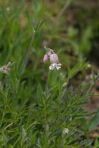 0711stmoritzhikenohana700p19.JPG (68461 oCg)