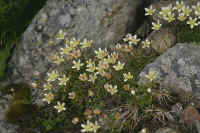 0711stmoritzhikenohana700p20.JPG (107498 oCg)