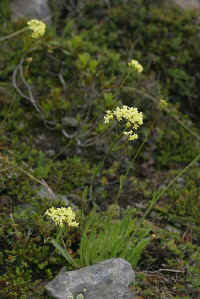 0711stmoritzhikenohana700p21.JPG (81005 oCg)