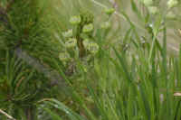 0711stmoritzhikenohana700p24.JPG (69452 oCg)