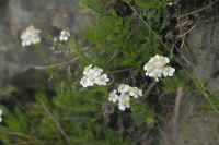 0711stmoritzhikenohana700p25.JPG (64785 oCg)