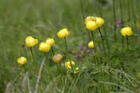 0711stmoritzhikenohana700p26.JPG (65600 oCg)