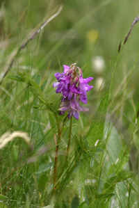 0711stmoritzhikenohana700p27.JPG (70078 oCg)