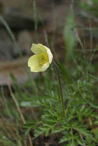 0711stmoritzhikenohana700p28.JPG (52324 oCg)