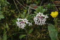 0711stmoritzhikenohana700p32.JPG (76025 oCg)