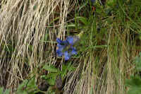 0711stmoritzhikenohana700p33.JPG (131824 oCg)