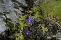 0711stmoritzhikenohana700p35.JPG (132305 oCg)