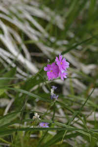 0711stmoritzhikenohana700p36.JPG (60278 oCg)