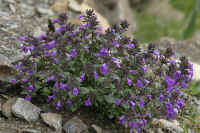 0711stmoritzhikenohana700p38.JPG (115369 oCg)