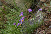 0711stmoritzhikenohana700p39.JPG (117311 oCg)