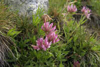 0711stmoritzhikenohana700p3.JPG (124292 oCg)