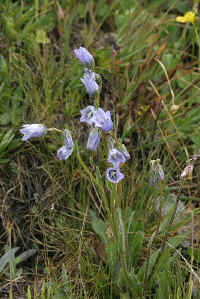 0711stmoritzhikenohana700p5.JPG (106391 oCg)