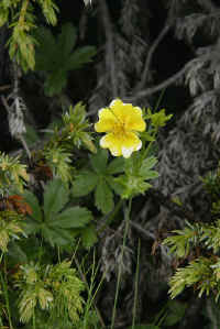 0711stmoritzhikenohana700p6.JPG (78819 oCg)