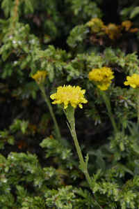 0711stmoritzhikenohana700p7.JPG (71469 oCg)