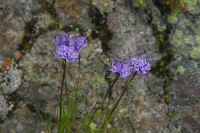0711stmoritzhikenohana700p8.JPG (80852 oCg)