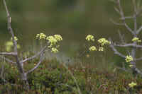 0711stmoritzhikenohana900p22.JPG (86281 oCg)