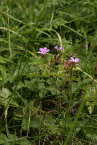 0712maienfeld900p12.JPG (121594 oCg)