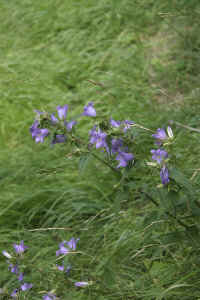 0712maienfeld900p15.JPG (118957 oCg)