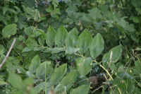 0712maienfeld900p17.JPG (132273 oCg)