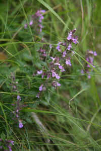 0712maienfeld900p18.JPG (108864 oCg)
