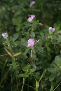 0712maienfeld900p19.JPG (77289 oCg)