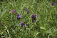 0712maienfeld900p20.JPG (102850 oCg)