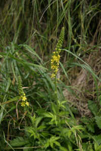 0712maienfeld900p23.JPG (121486 oCg)