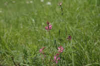 0712maienfeld900p24.JPG (116476 oCg)