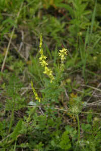 0712maienfeld900p26.JPG (110829 oCg)