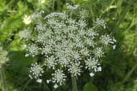0712maienfeld900p27.JPG (152404 oCg)