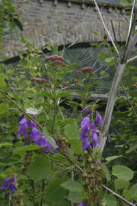0712maienfeldtojyou900p11.JPG (133223 oCg)