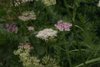 0712maienfeldtojyou900p5.JPG (110577 oCg)